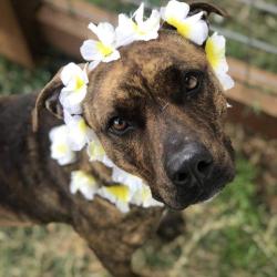 Fundraising Page Image